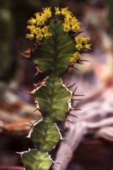 Many African euphorbs have a cactoid habit
